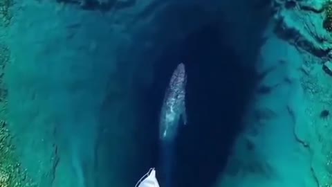 Have you ever heard the whale voice! 🐬