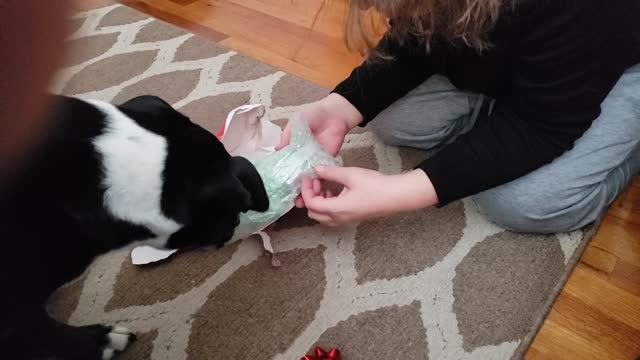 Catahoula not a fan of Valentine's Day present