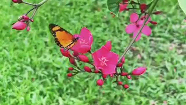 Butterfly feeding on flower nectar