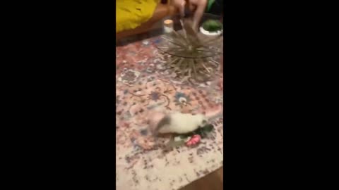 The Funniest and Cutest Cats Ever - FUNNY CAT VIDEOS 2021😹| YUFUS