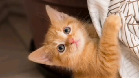 Beautiful little cat.