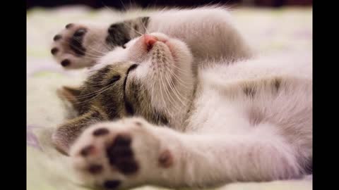 Deep Sleep Music I Rain Sound with Soft Piano I Spa Background Music