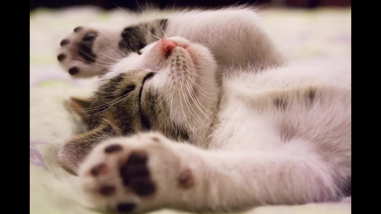 Deep Sleep Music I Rain Sound with Soft Piano I Spa Background Music