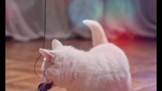 Playing And Enjoy With My Cat Every Day