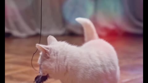 Playing And Enjoy With My Cat Every Day