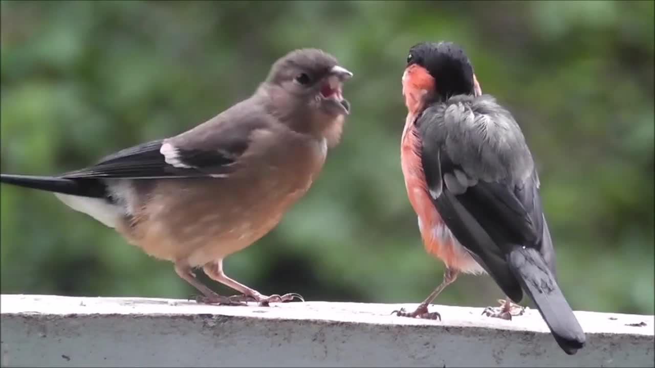 Lovebirds fluttering on the branches in the forest