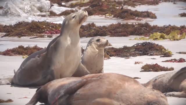 Momma & baby Seals walking together