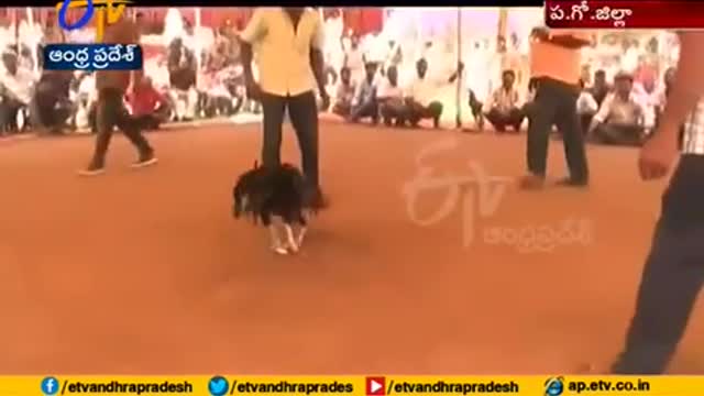 Rooster Fights | Crores Betting in Across State | A Report