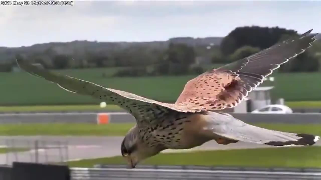 This falcon using wind and thermals to stationary hover while barely using it's wings