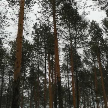 Beautiful forest in the park in winter.