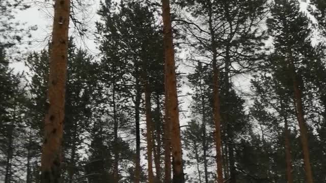 Beautiful forest in the park in winter.