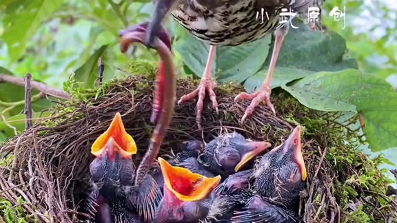 mother Bird make a food for his Bday | Bird are so wonderful and full of parental Love