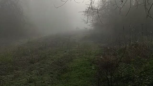 Magic Morning Walk with my dog in the fog.