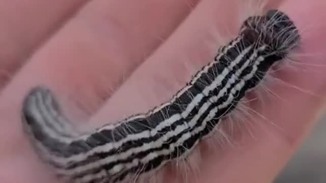 Oddly Satisfying video #shorts