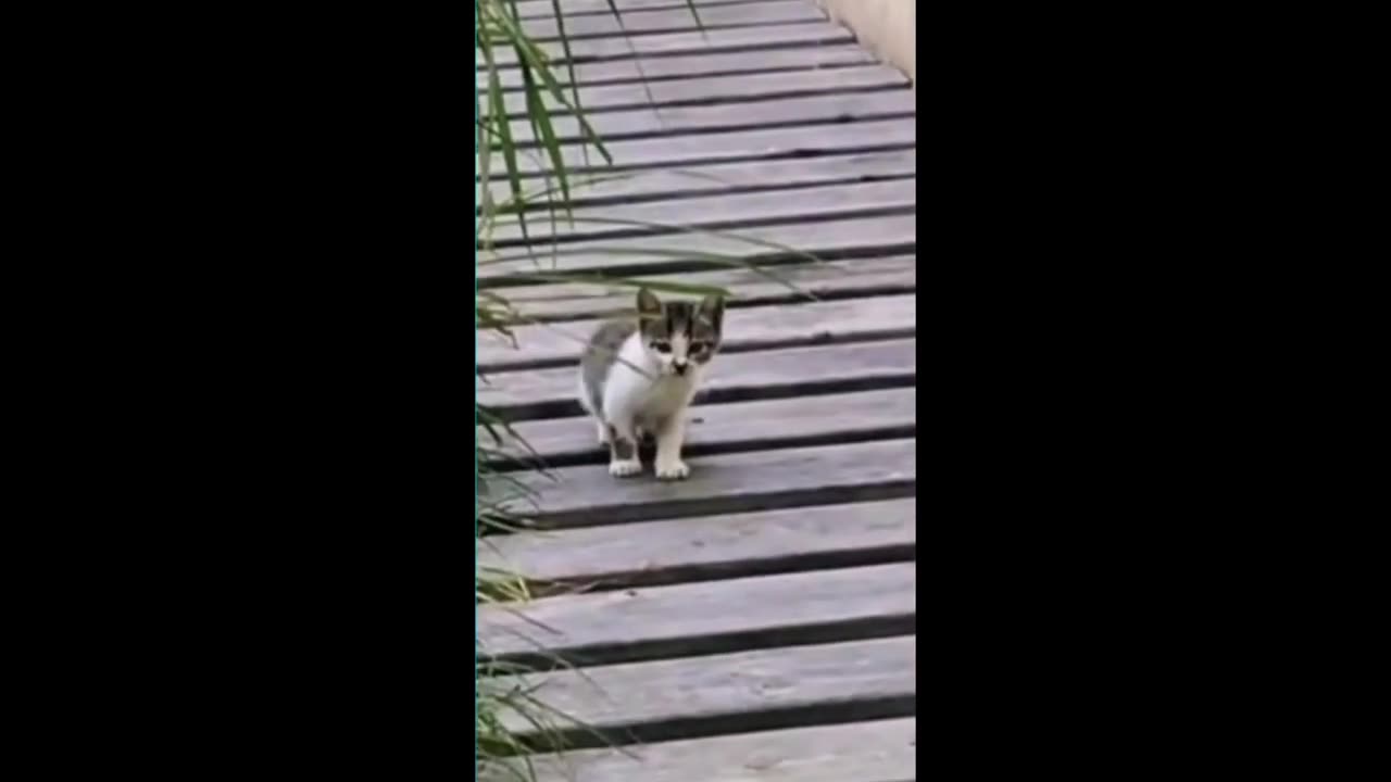 Funny animals Funny cats dogs Funny animal videos 2023 Part 8Haypyy Pet