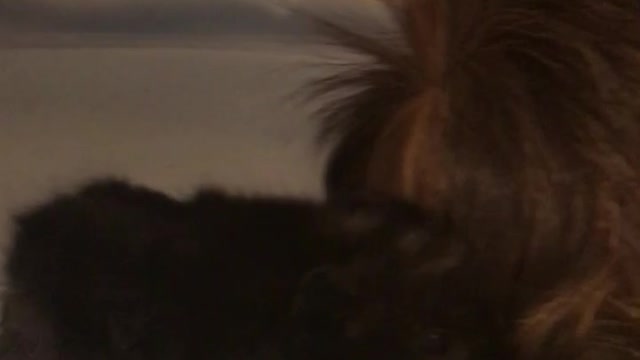 Newborn Guinea Pig Sneezes!