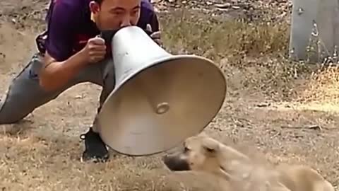 THE BEST FUNNY ANIMAL VIDEOS