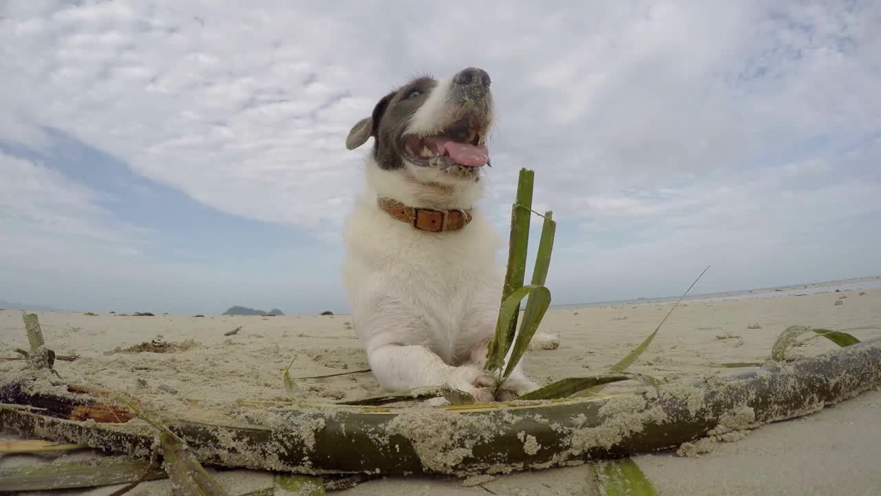 Happy Dog Resting on the Beach on Vacation against Sky