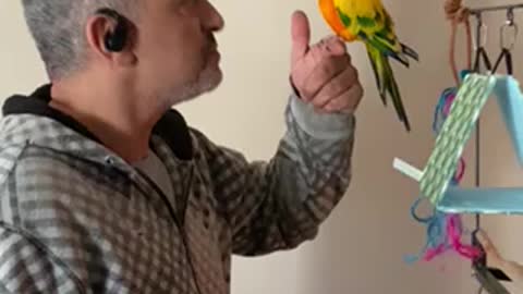 Sun conure dancing