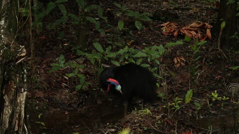 Male Cassowary and chicks