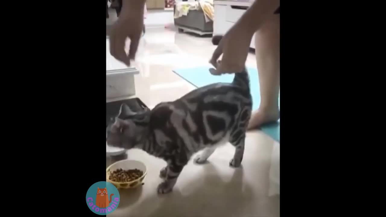cats can make you laugh.