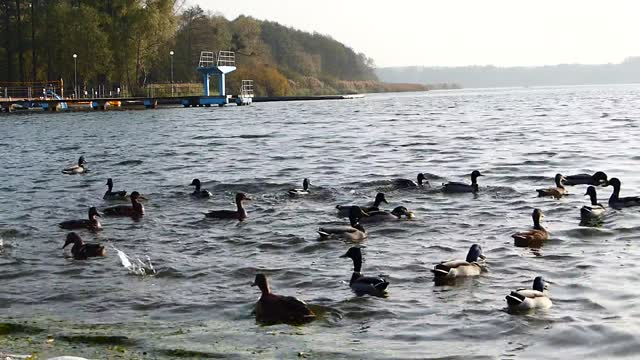 Ducks sound : Listen to the ducks sound