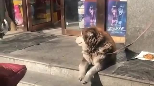 The Dog is Happy