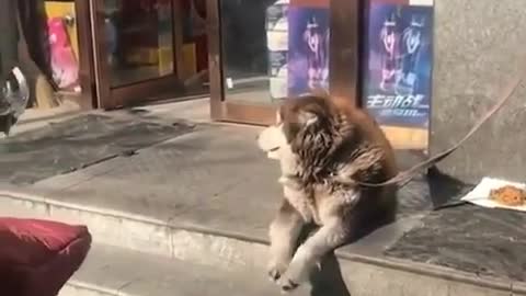 The Dog is Happy