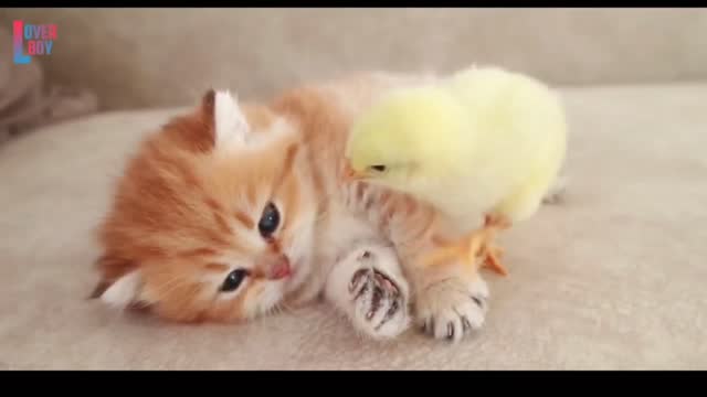 So cute cat video song