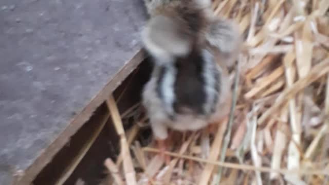 Baby chick going back to mum