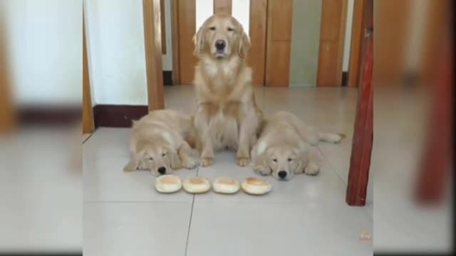 Mother puppy shared her food to her little puppies to starve