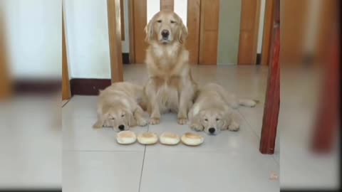 Mother puppy shared her food to her little puppies to starve