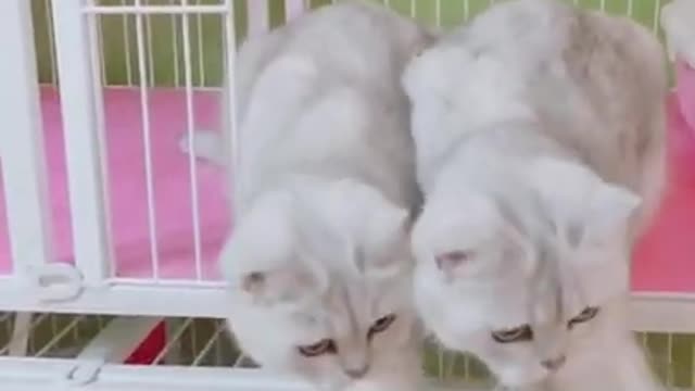 Try Not To- Laugh