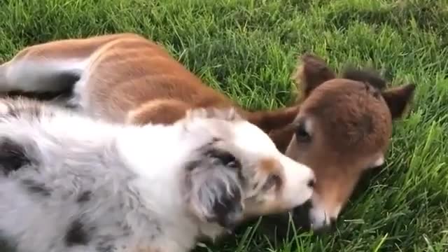 Funny Cute Dog with Horse child Friend