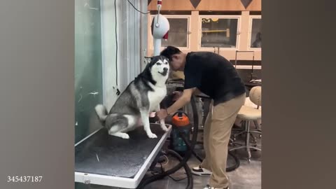 Husky’s Over the Top Reaction to the Vet Visit 🤣 Funny Dog's Reaction