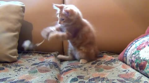 Cat think that was a mouse