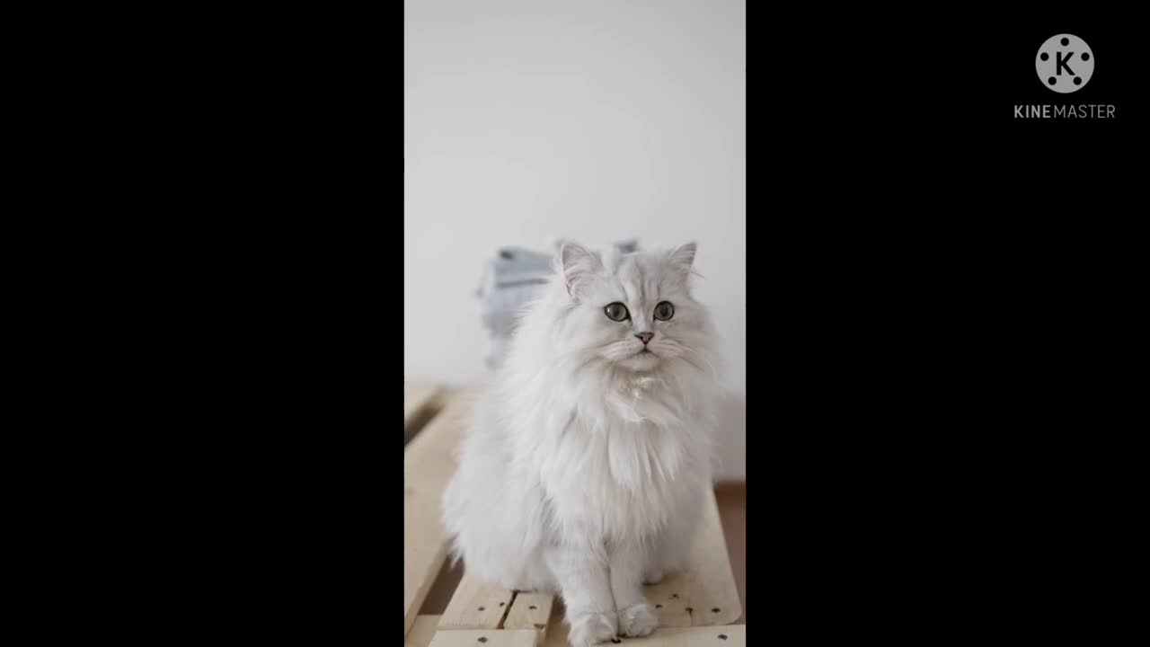 beautiful cute cat and best funny cat video