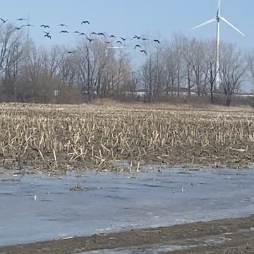 Flying bird in heavy wing