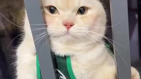 Cute and Funny Cat Meowing back at its owner 💖😂