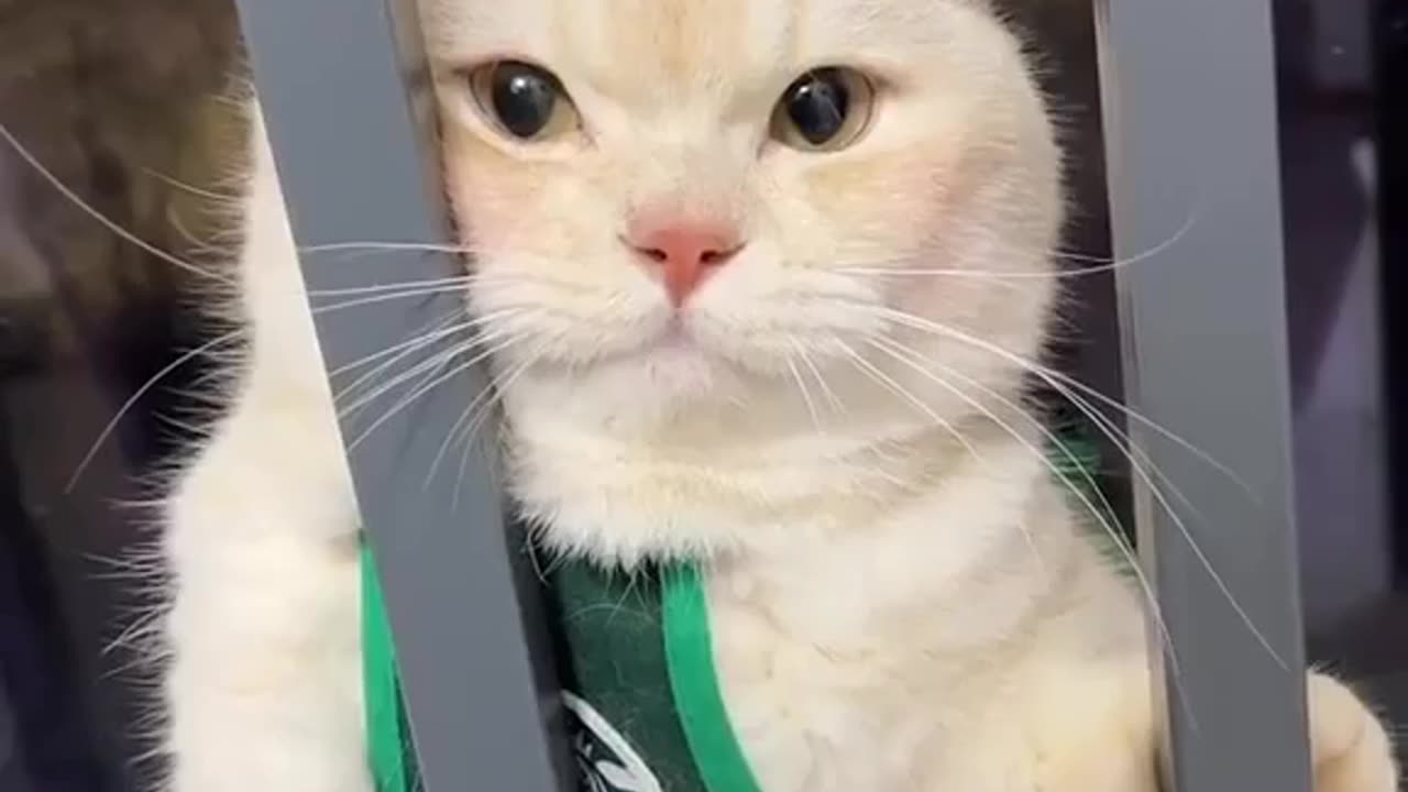 Cute and Funny Cat Meowing back at its owner 💖😂