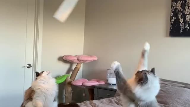 Eevee & Yoshi vs. Toilet paper tornado