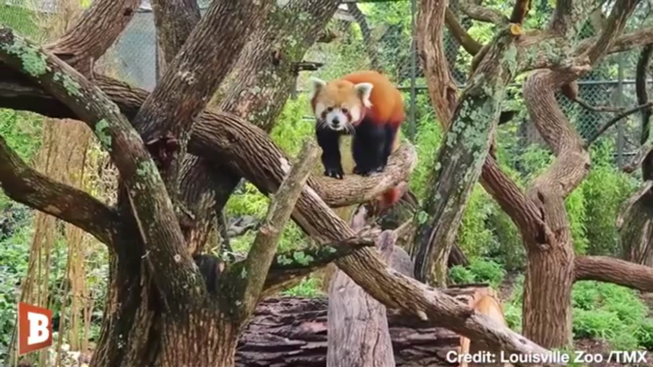 Red Panda Explores New Outdoor Exhibit