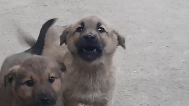 Bear and Baby 🐕🐕