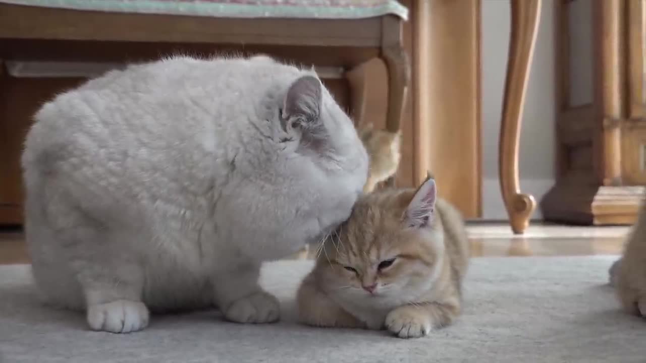 British shorthair cat Apollo and his kittens walking and playing with a tiny chicken