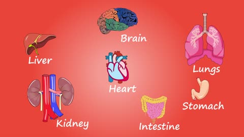 Human body parts