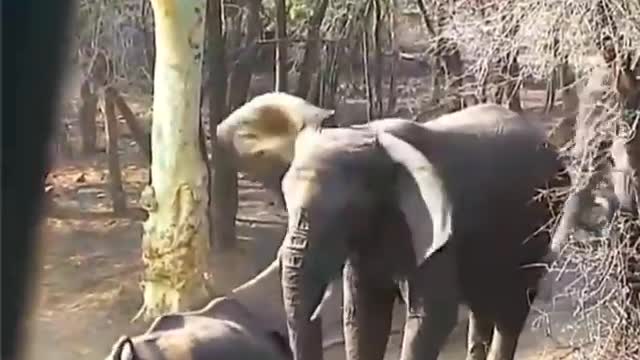 Encounter between mother Rhino and an Elephant