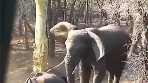 Encounter between mother Rhino and an Elephant