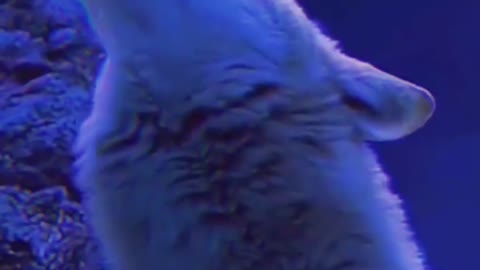 A howl can summon a pack of wolves. Impressive