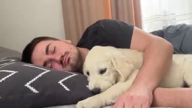 Golden Retriever Puppy Wakes Up Owner [Cutest Alarm Clock Ever]