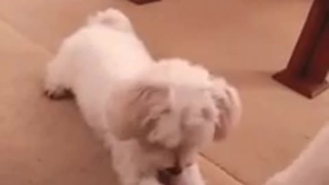 Cute AND Funny!! Dog doing tricks!